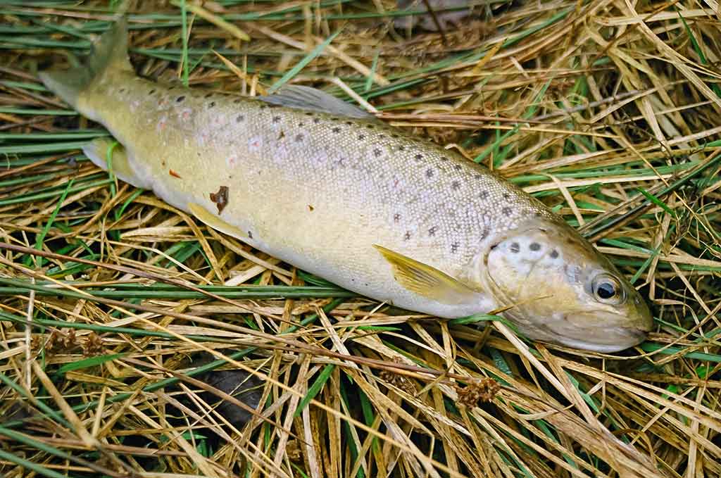 Dvi dienos iki Kiaulės metų. Antra dalis