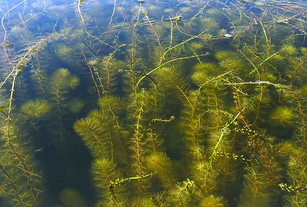 Vandens džiunglių labirintuose. Ne vien augalai Vandens džiunglių labirintuose. Ne vien augalai