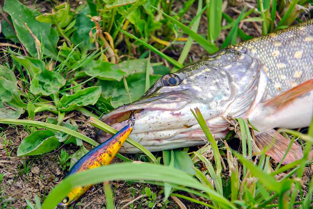 Kaip pagauti lydeką? Kaip pagauti lydeką?