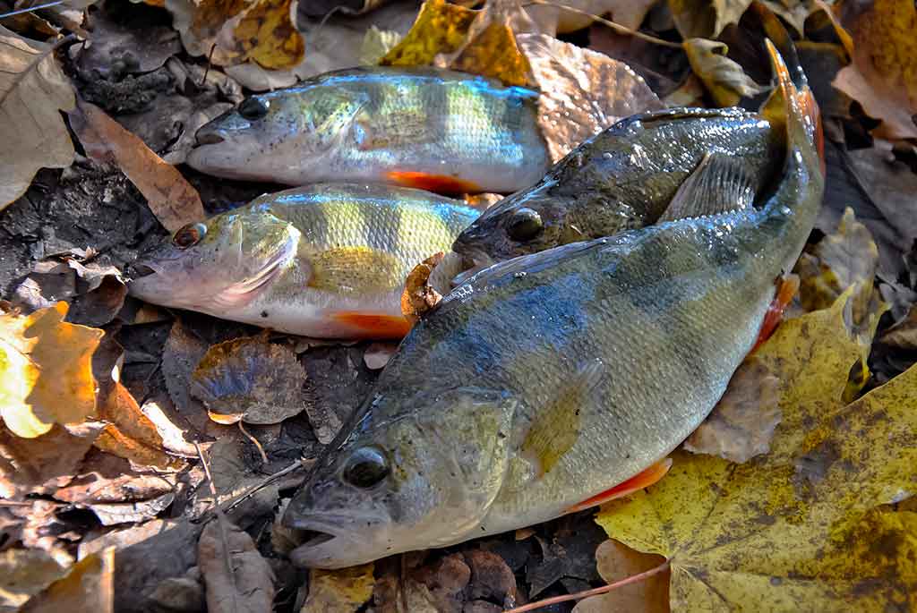 Apie (ne)sušalusias žvejo rankas. Pirma dalis