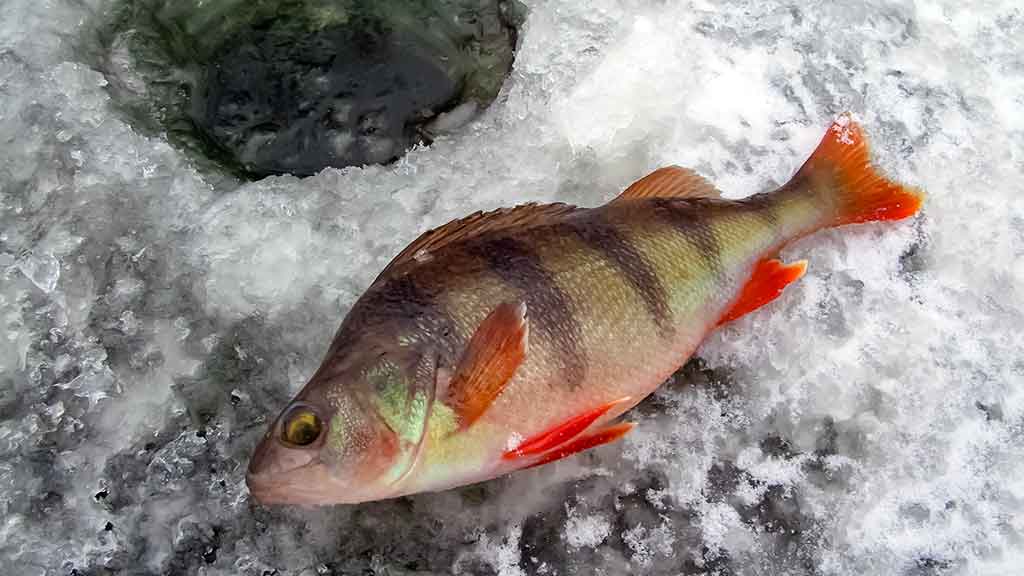 Kaip „pasikinkyti“ ožką Kaip „pasikinkyti“ ožką