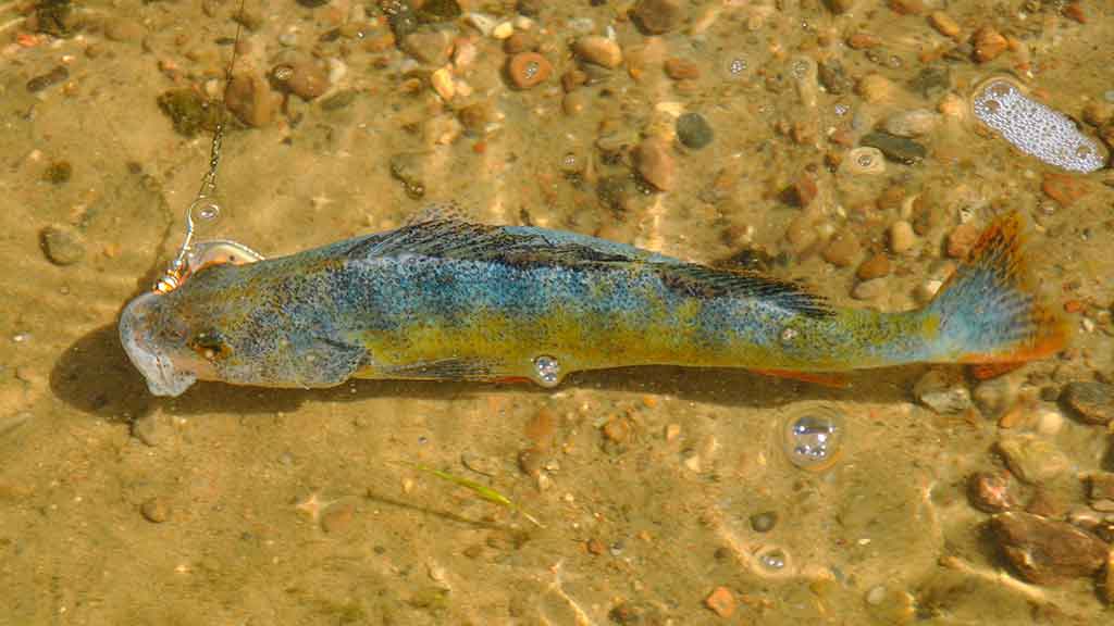 Kaip nešiotis spininginius masalus? Antra dalis Kaip nešiotis spininginius masalus? Antra dalis