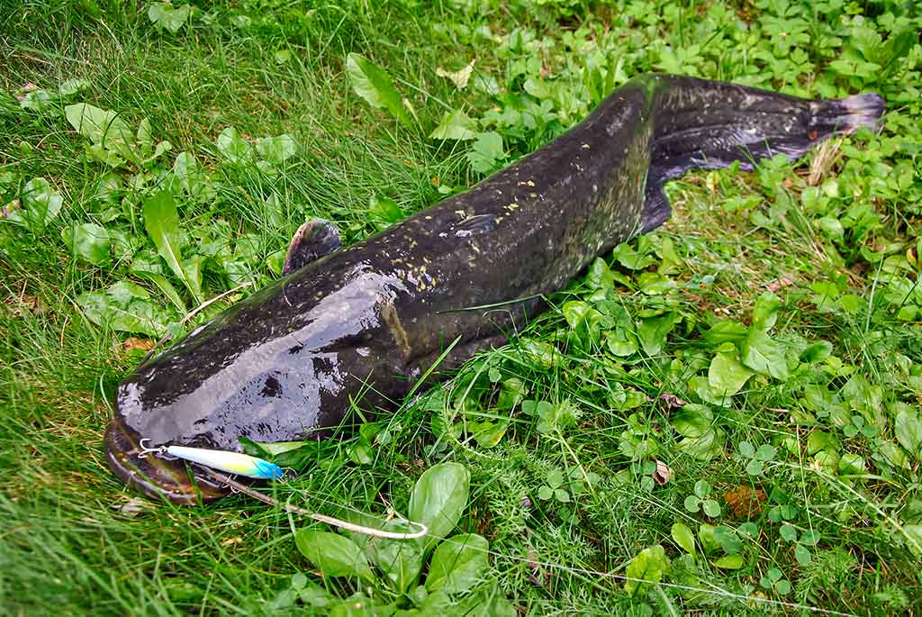 Kaip pagauti lydeką? Kaip pagauti lydeką?