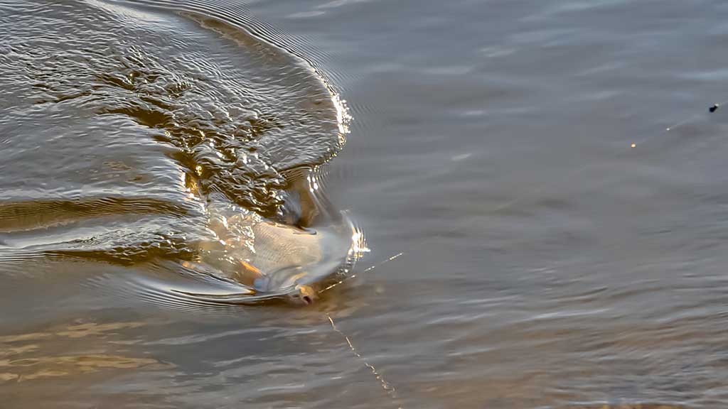 Rytmetinis plūdės šokis Rytmetinis plūdės šokis