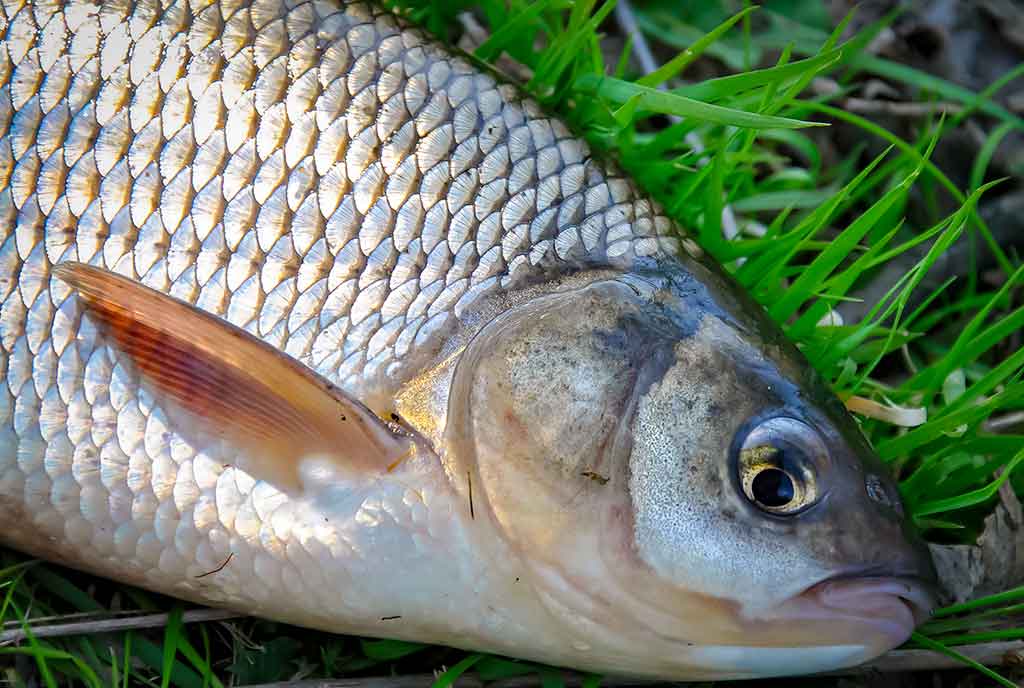 Klasikinis masalas meknėms. Pirma dalis