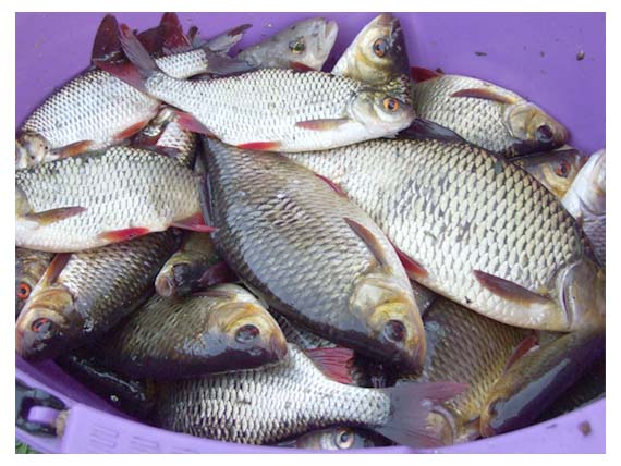 Štai toks buvo rytinis vieno meškeriotojo, gaudžiusio viena dugnine, laimikis Štai toks buvo rytinis vieno meškeriotojo, gaudžiusio viena dugnine, laimikis