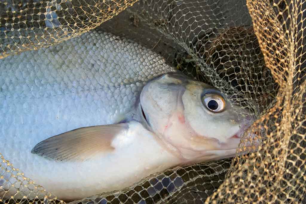 Didžiųjų upių plakiai. Antra dalis