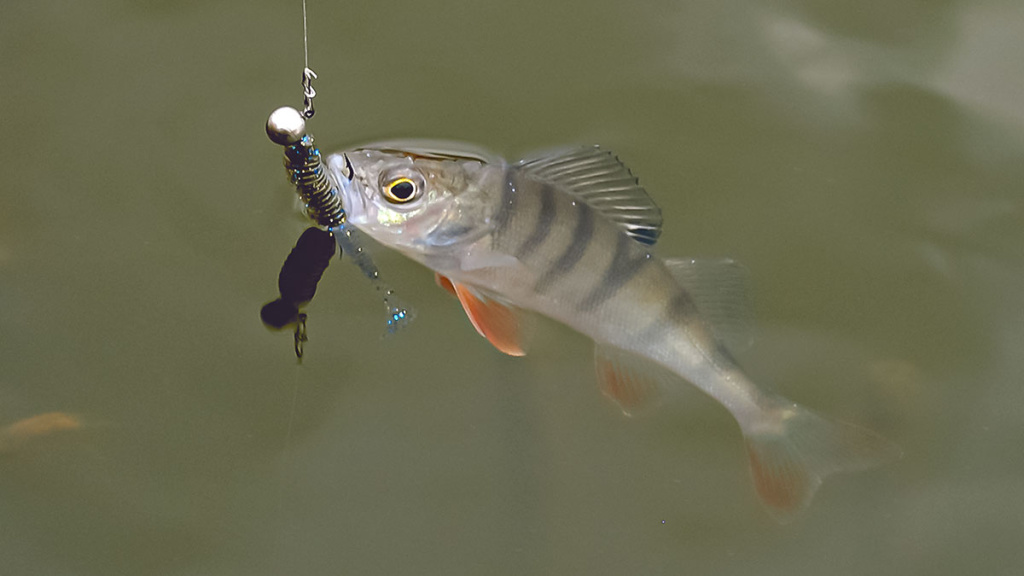 Kiek svarbus žvejui karabinas? Antra dalis