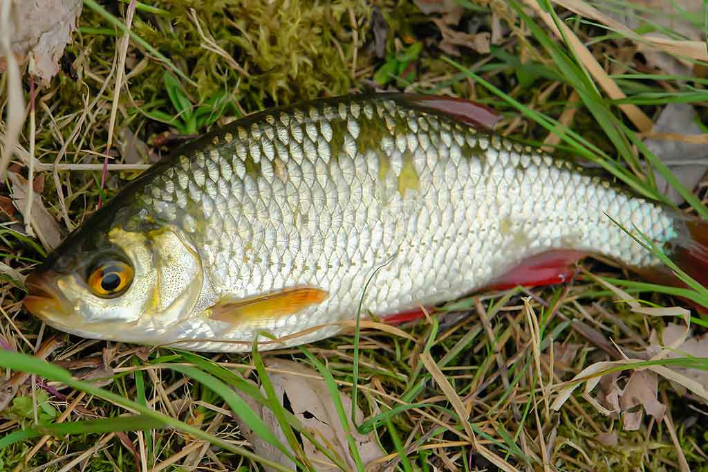 Sugrįžimas, kur giedra, šilta ir žalia