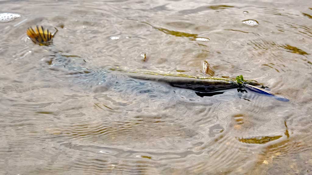 Vobleriai, su kuriais sudėtinga spiningauti