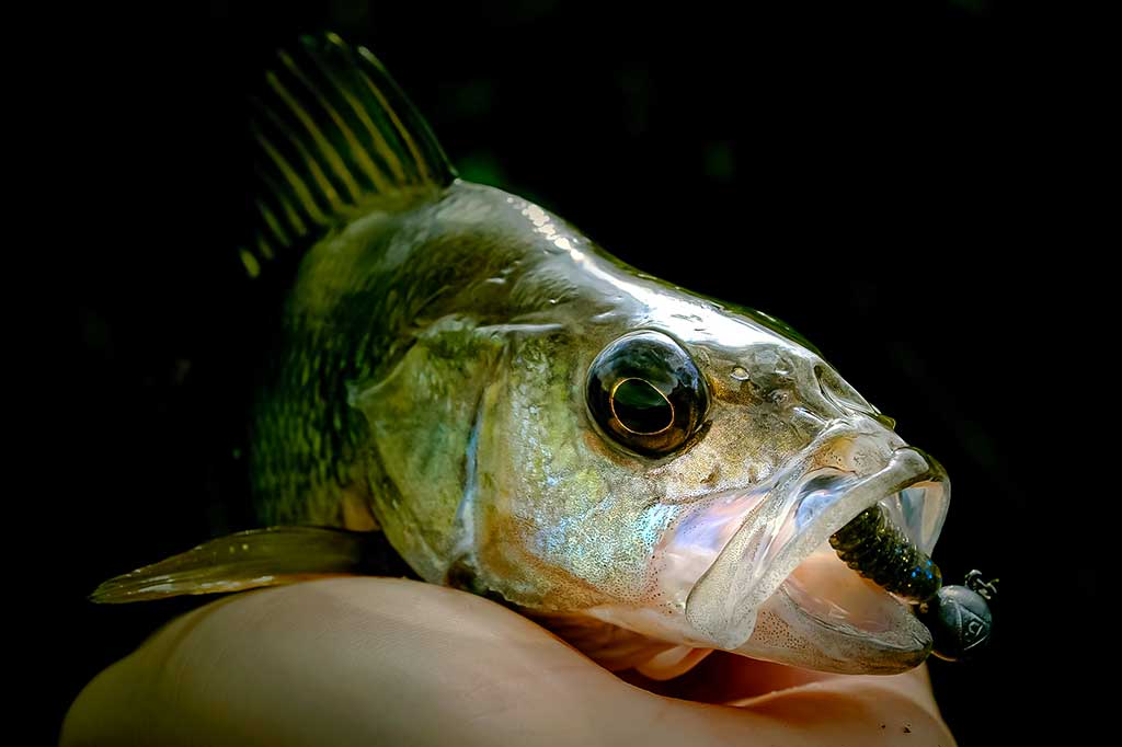 Iki užšąlant Kauno marioms