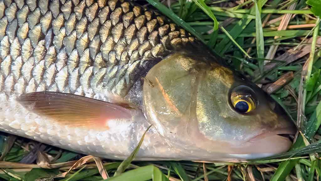 Sukis, lapeli, sukis... Apie lydekas, šapalus ir meknes