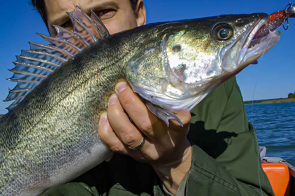 Ežerinio sterko paslaptis. Antra dalis