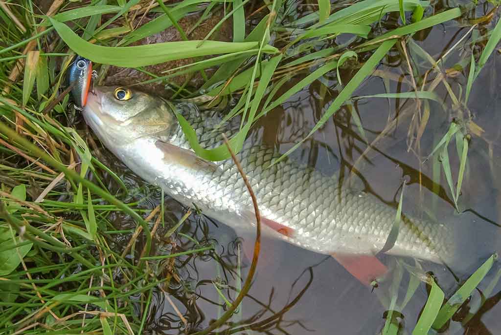 Kaip nešiotis spininginius masalus? Antra dalis Kaip nešiotis spininginius masalus? Antra dalis