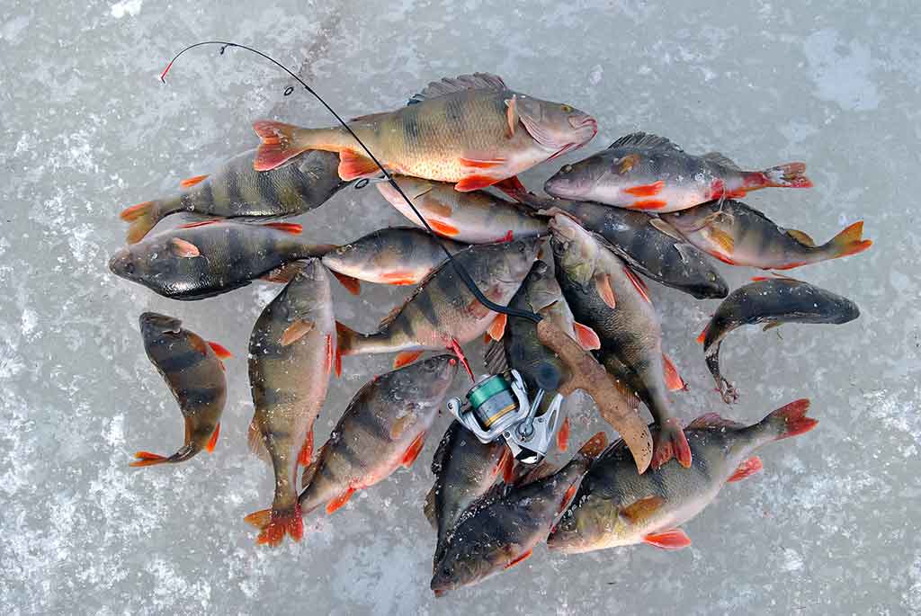 Kaip pagauti ešerį? Kaip pagauti ešerį?