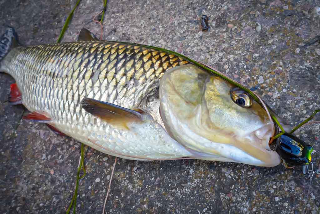 Gyvenimas po tiltu. Antra dalis Gyvenimas po tiltu. Antra dalis