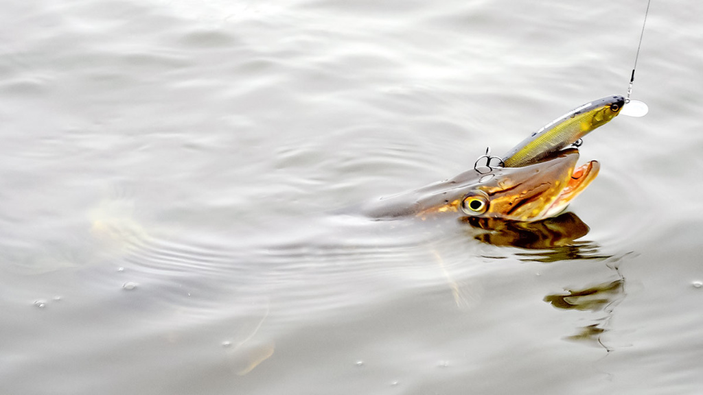 Ar sunku įsisavinti tvičingą? Spiningavimas iš valties Ar sunku įsisavinti tvičingą? Spiningavimas iš valties