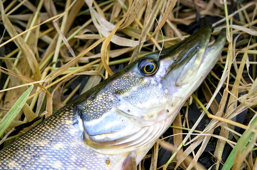 Apie (ne)sušalusias žvejo rankas. Pirma dalis
