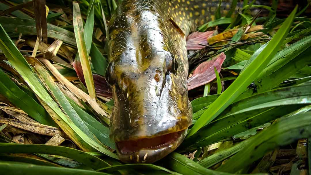 Lydekų žūklė suvešėjus vandenžolėms. Blizgės Lydekų žūklė suvešėjus vandenžolėms. Blizgės