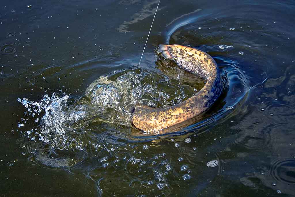 Tas sunkiai pagaunamas šamas. Pirma dalis Tas sunkiai pagaunamas šamas. Pirma dalis