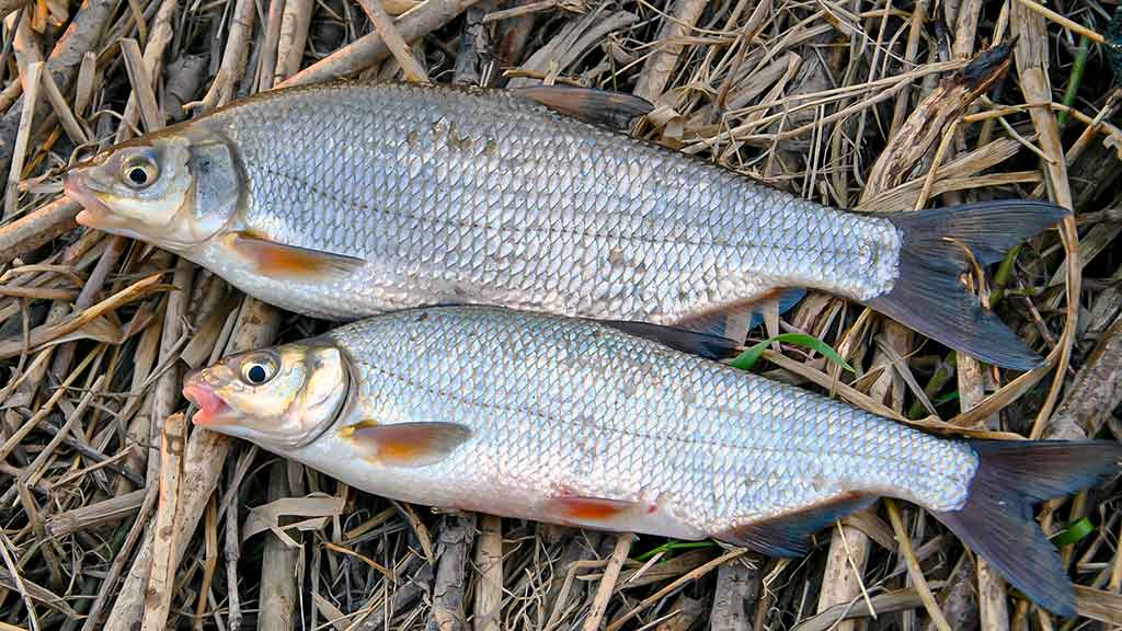 „Balta“ žuvis juodą naktį. Antra dalis „Balta“ žuvis juodą naktį. Antra dalis