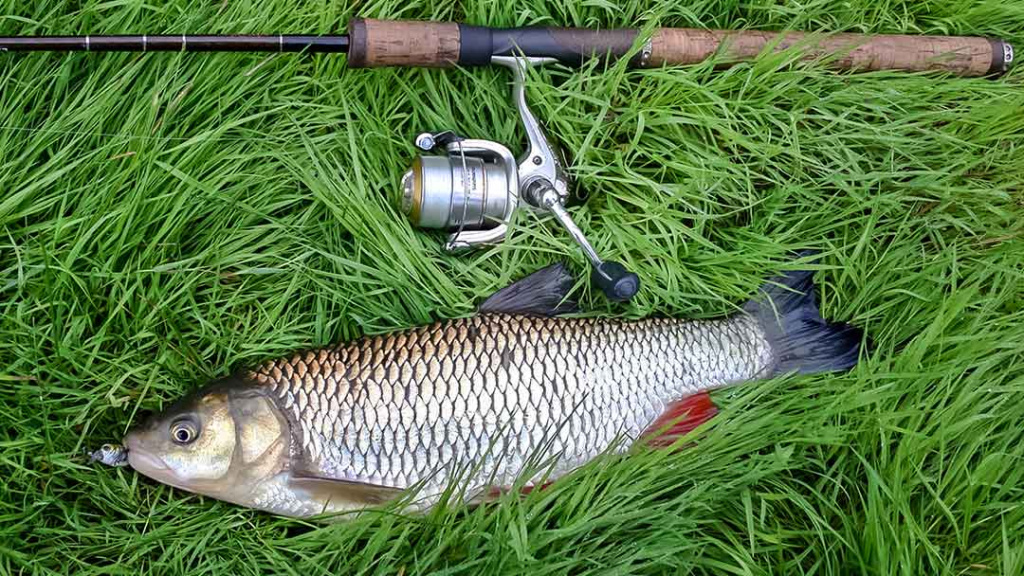 Nemunas nuo Merkinės iki Alytaus. Retai žvejų lankomos vietos