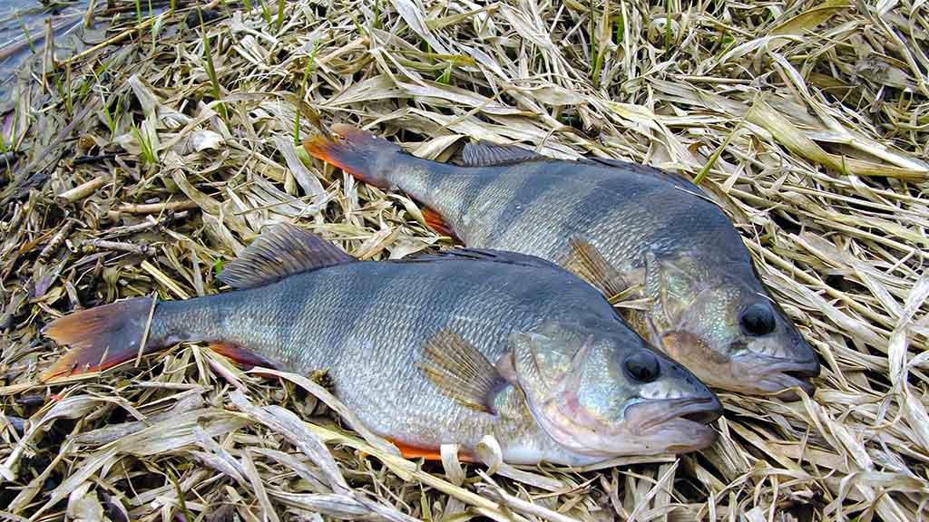 Kaip pagauti ešerį? Kaip pagauti ešerį?