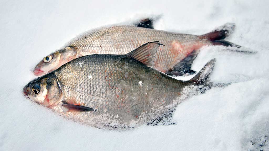 Kaip pagauti karšį? Kaip pagauti karšį?