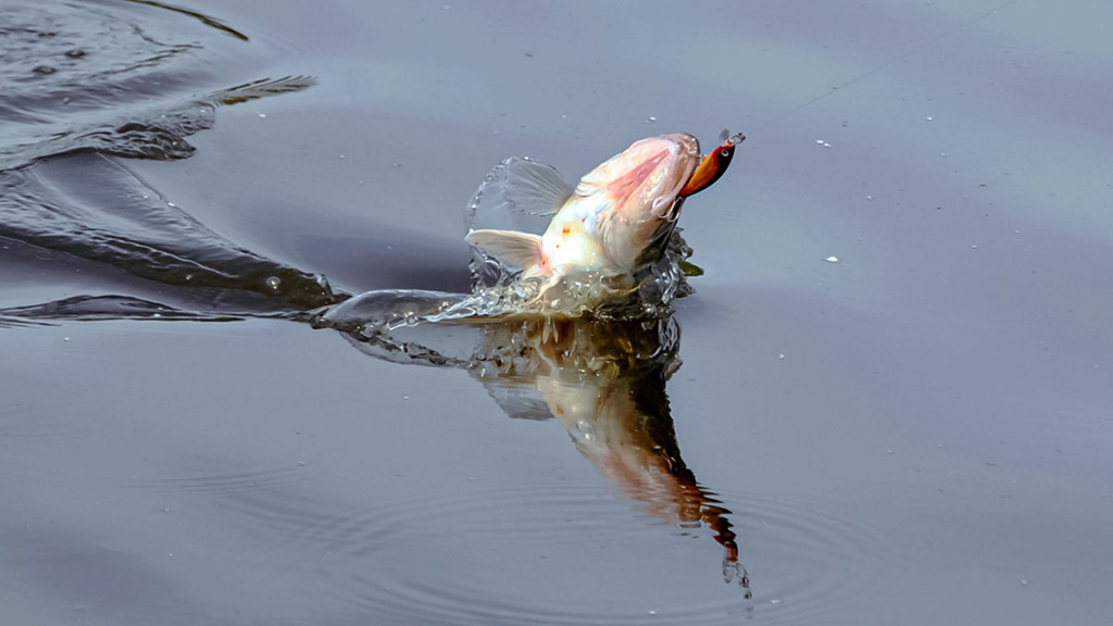 Sterkai ir vobleriai Sterkai ir vobleriai