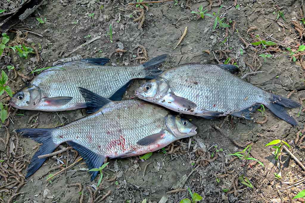 Didelė mažų svarelių reikšmė. Antra dalis