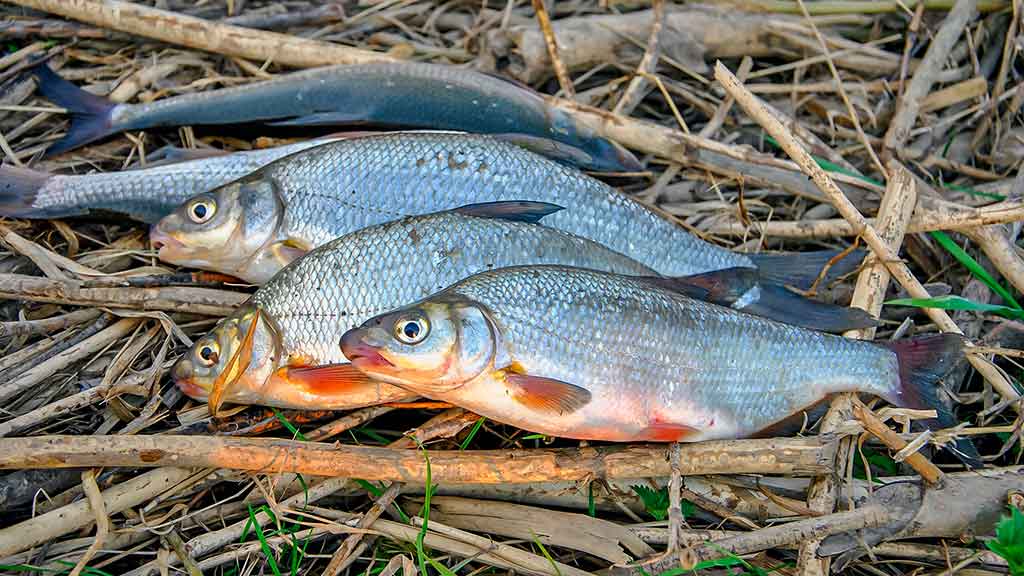 Pavasarinė žiobrių fiesta. Trečia dalis Pavasarinė žiobrių fiesta. Trečia dalis