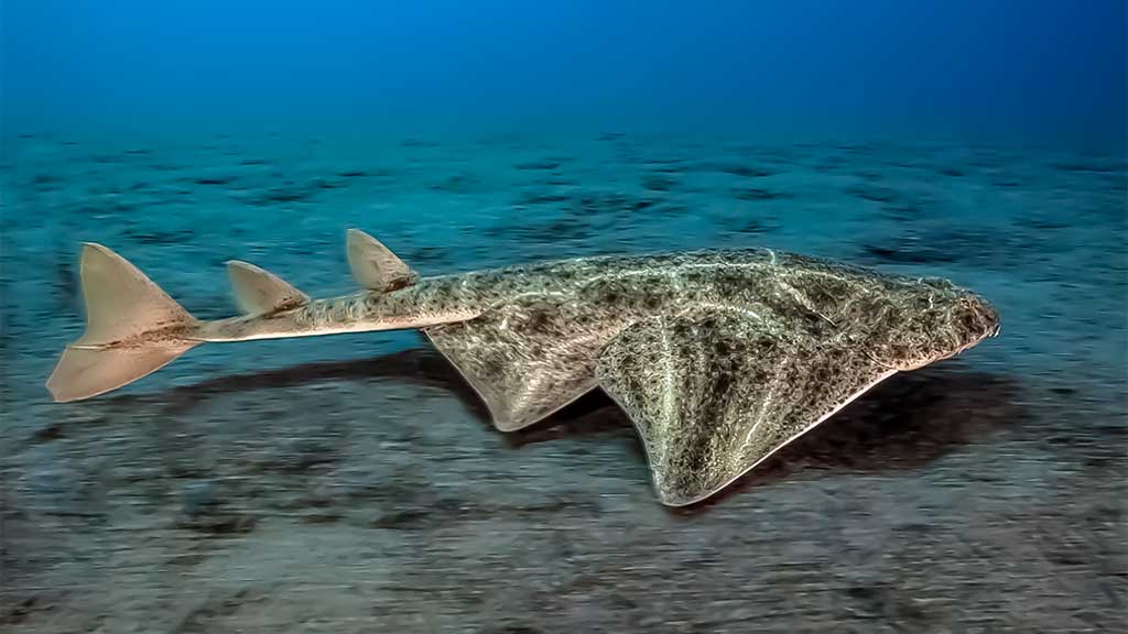 Jūrų angelas (Squatina squatina) Jūrų angelas (Squatina squatina)