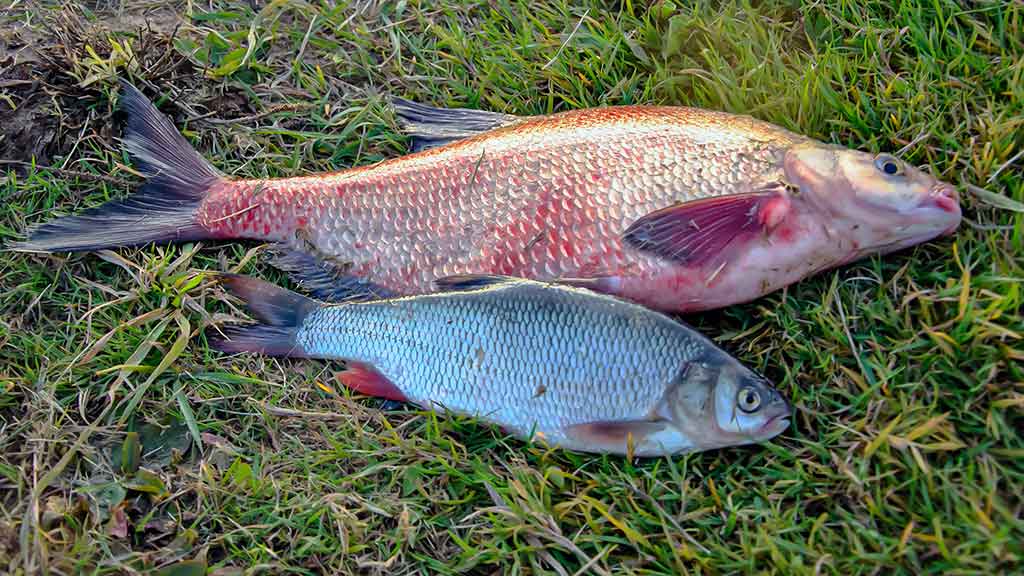Meškeriojimas plūdine, kur gilu ir sraunu. Antra dalis