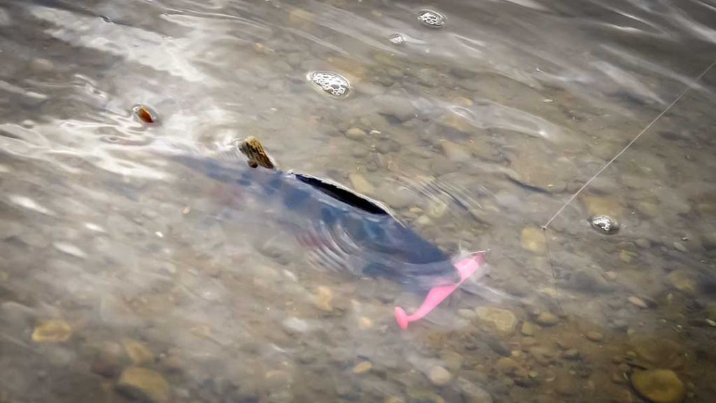 Kaip išsirinkti pavadėlį Kaip išsirinkti pavadėlį