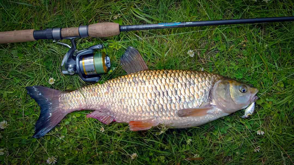 Kuo skiriasi plonas ir storas valas