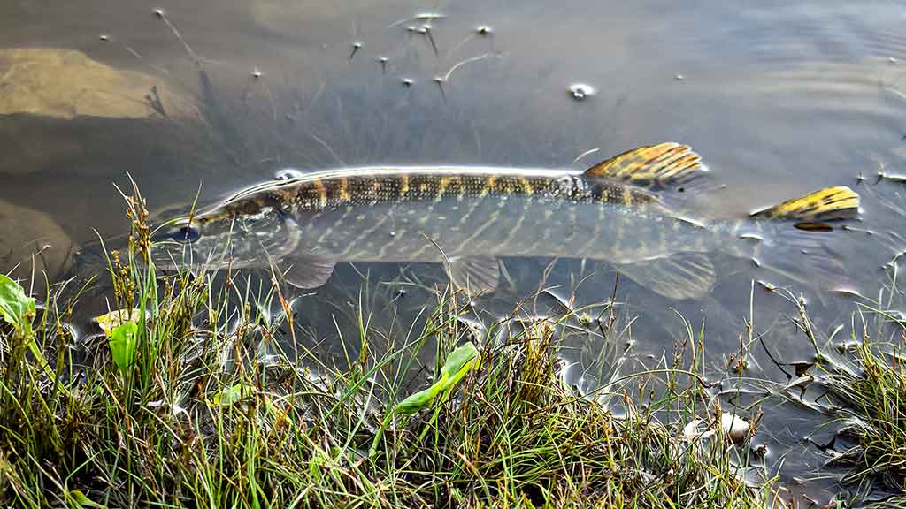Apie nepilnametes, mikromasalus ir striptizą. Pirma dalis Apie nepilnametes, mikromasalus ir striptizą. Pirma dalis