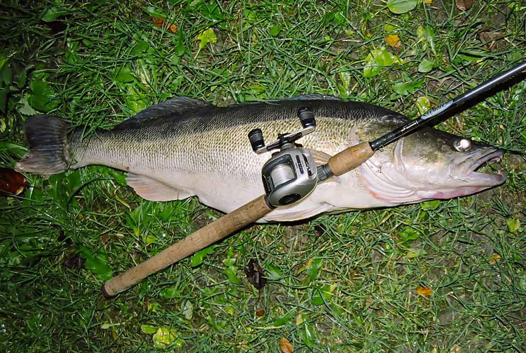 Jerk bait – stambių plėšrūnų masalas Jerk bait – stambių plėšrūnų masalas