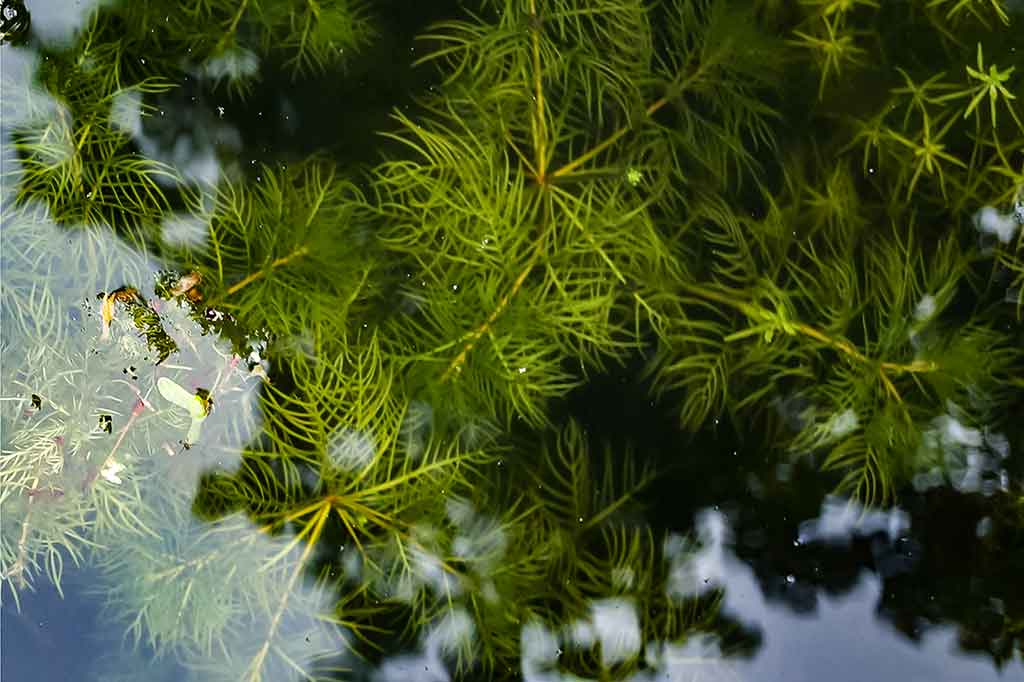 Vandens džiunglių labirintuose. Prie pat dugno