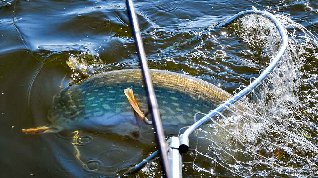 Trys labai panašūs