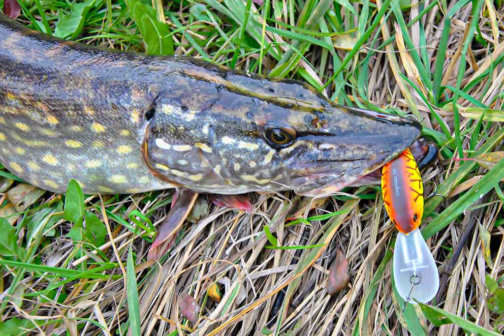 Kaip pagauti pavasarinę lydeką. Pirma dalis