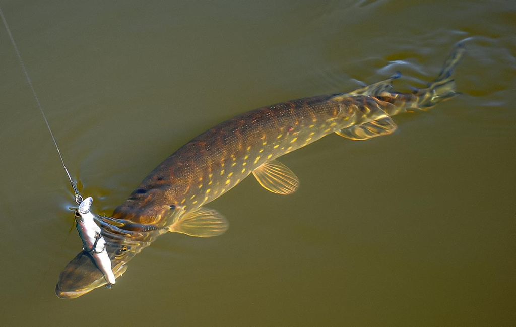 Palydekaukim... Antra dalis