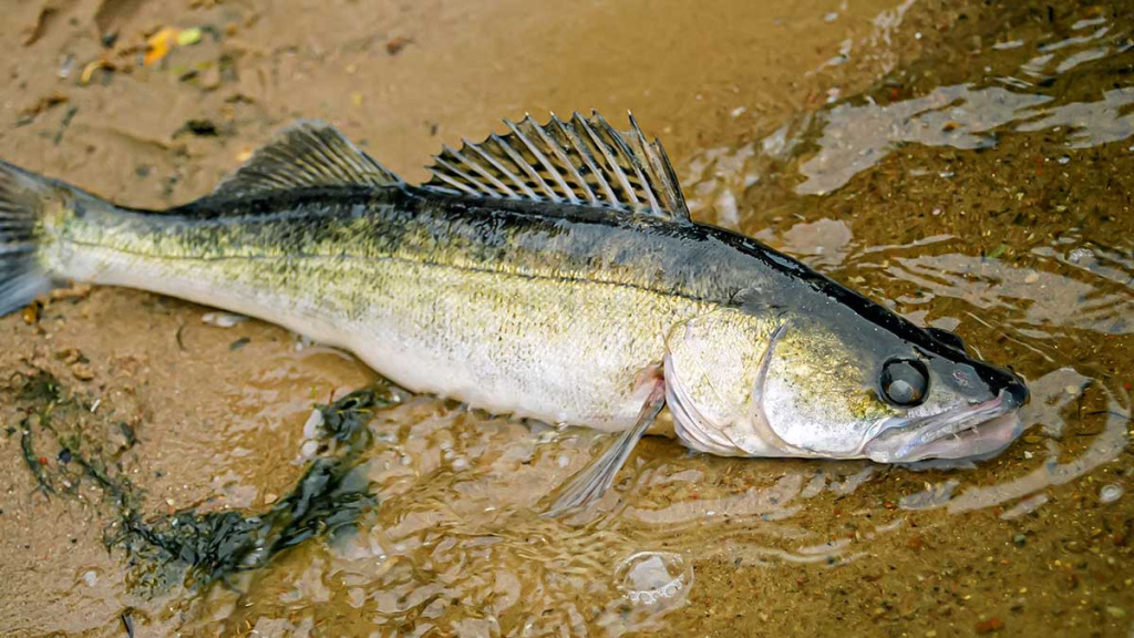 Nutrinkime sterkui nugarą. Antra dalis