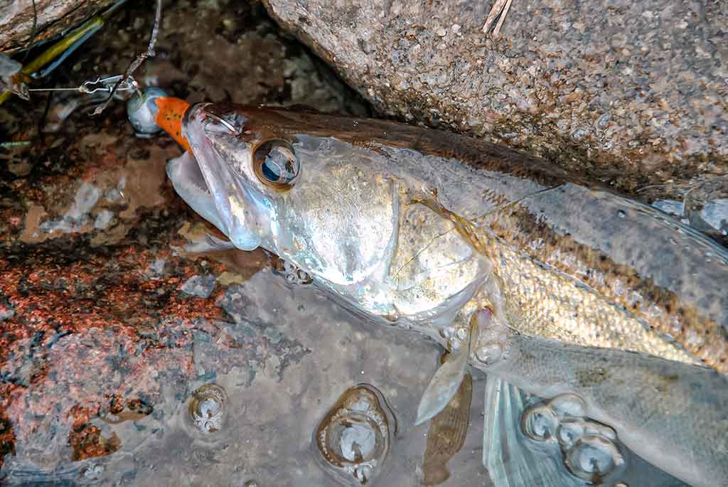 Išsamiai apie membranines bridkelnes. Antra dalis Išsamiai apie membranines bridkelnes. Antra dalis