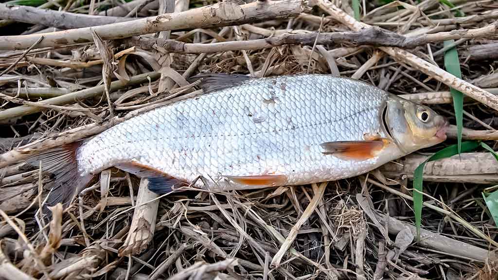 Nevyniojant į vatą apie vėgėlių žūklę. Žūklavietės