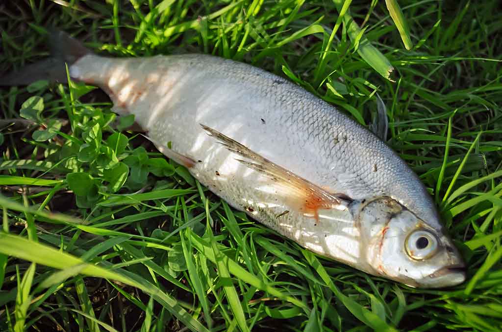 Už ragų ir... į krantą Už ragų ir... į krantą