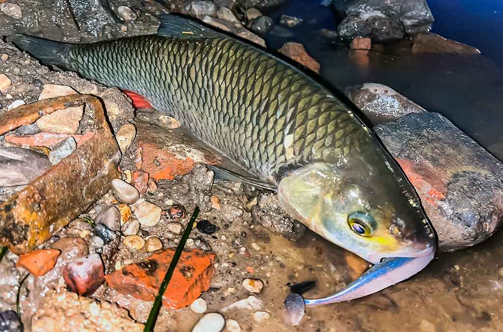 Silikoninis tvičingas Silikoninis tvičingas