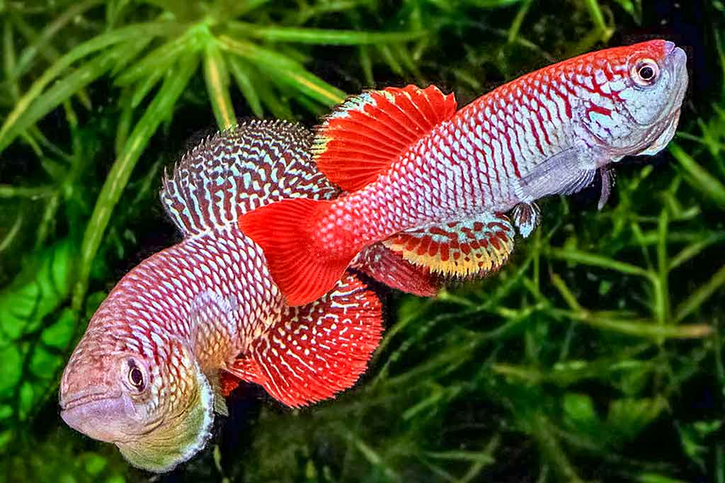 Nothobranchius furzeri