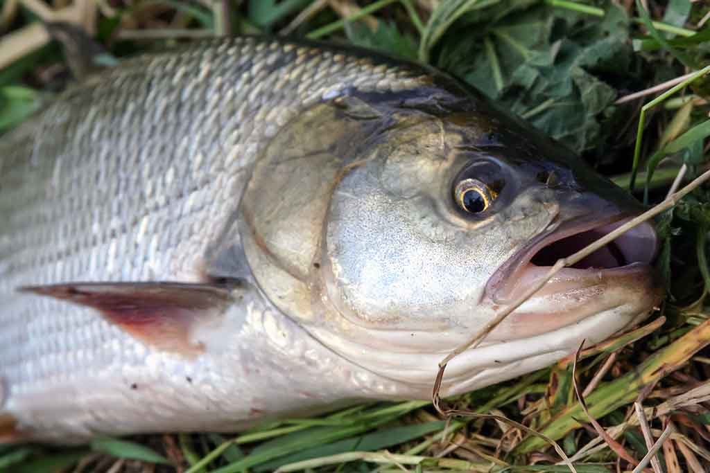 Kaip pagauti ešerį? Kaip pagauti ešerį?