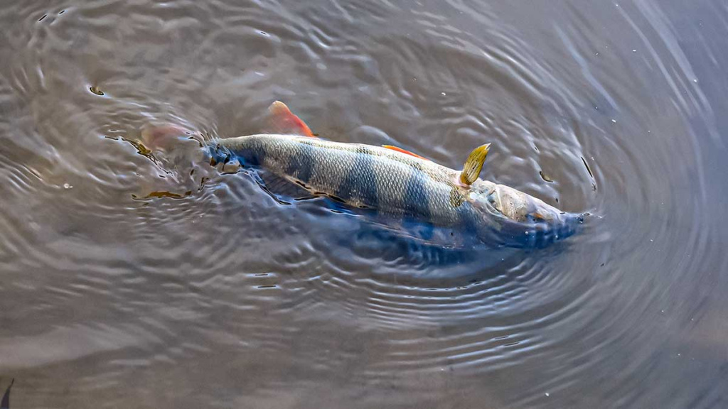 Paprastą spalio dieną prie Nevėžio. Pirma dalis Paprastą spalio dieną prie Nevėžio. Pirma dalis