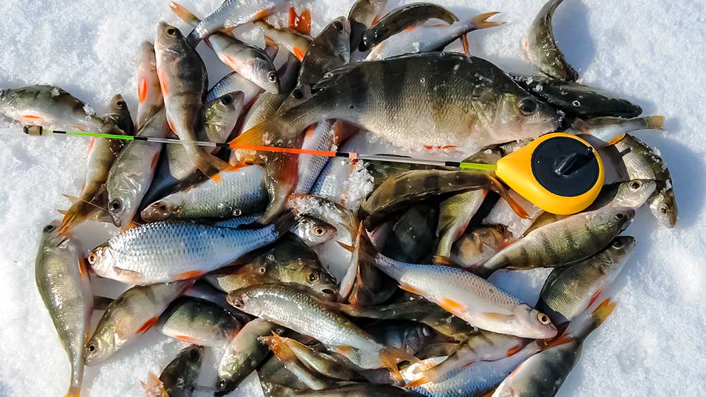 Bemasalinė avižėlė – mitai ir tikrovė Bemasalinė avižėlė – mitai ir tikrovė